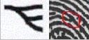 Bifurcation